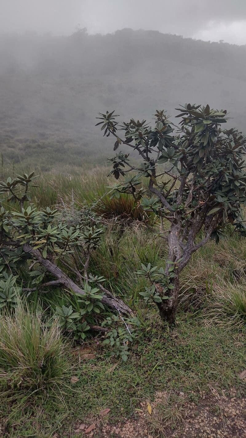 Rododendron stromovit
 13