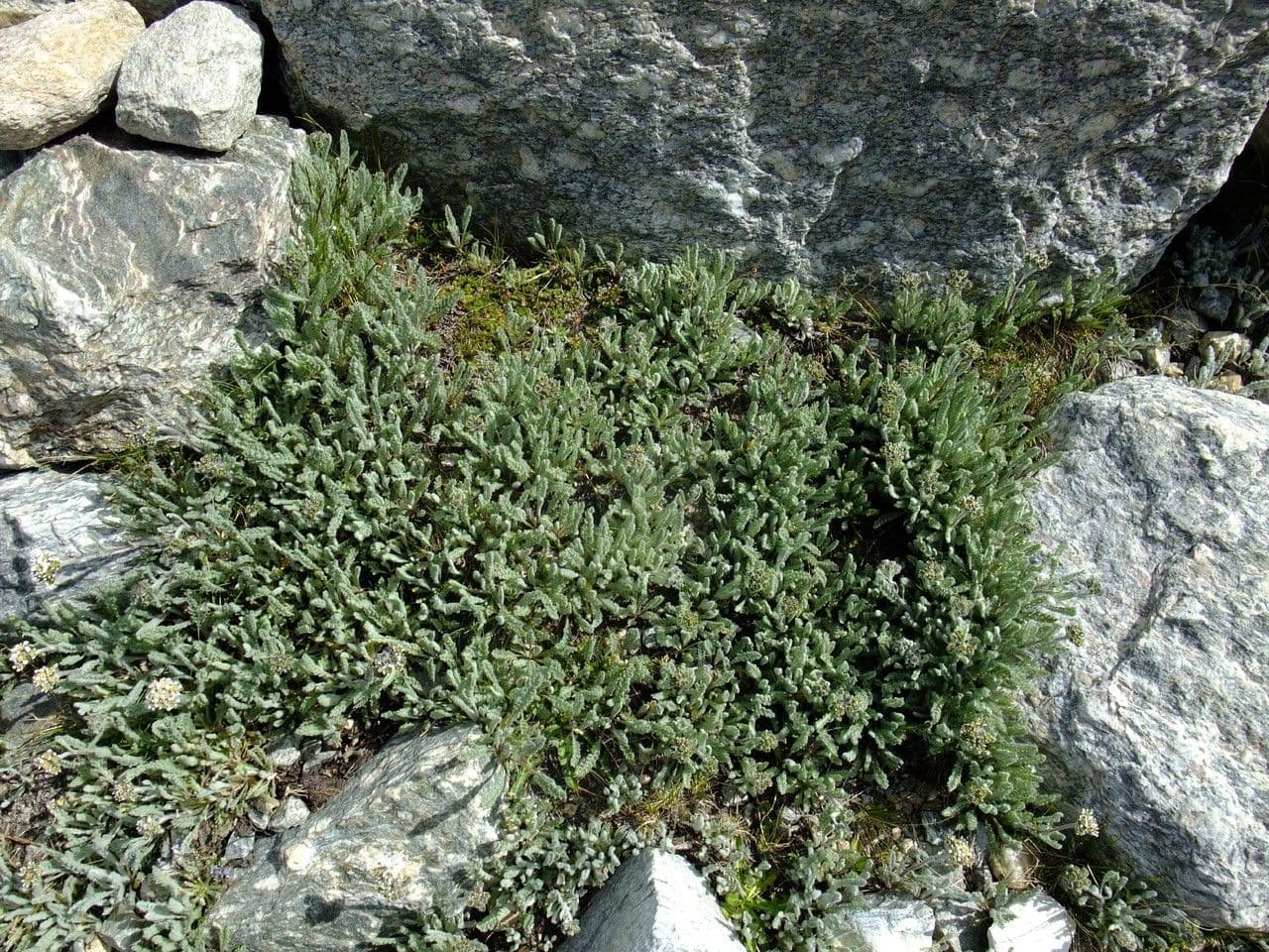 Zwerg-Schafgarbe 9