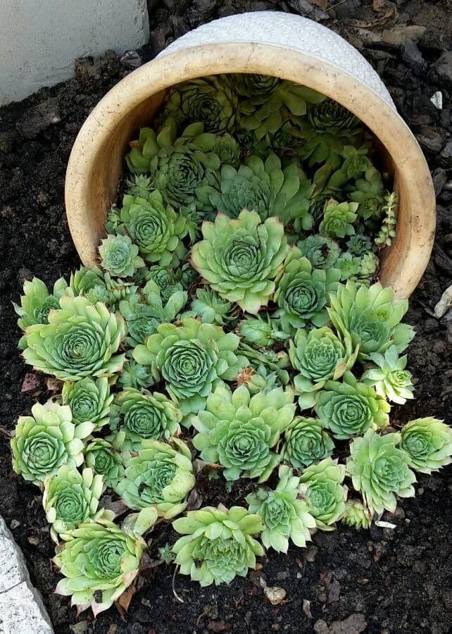 Semprevivo maggiore 3