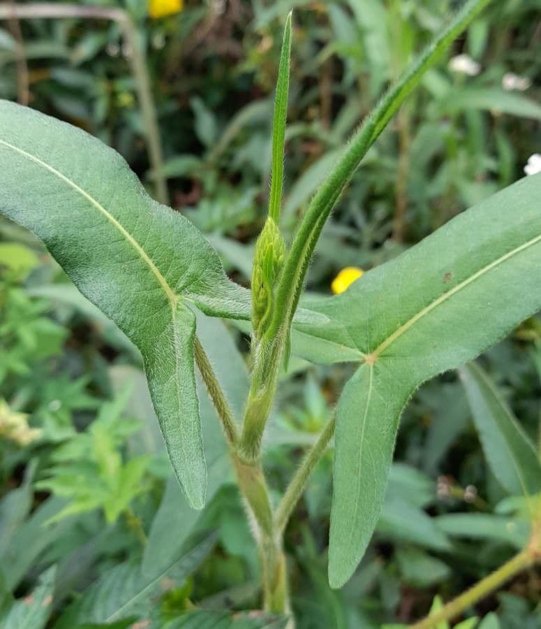 Persicaria 6