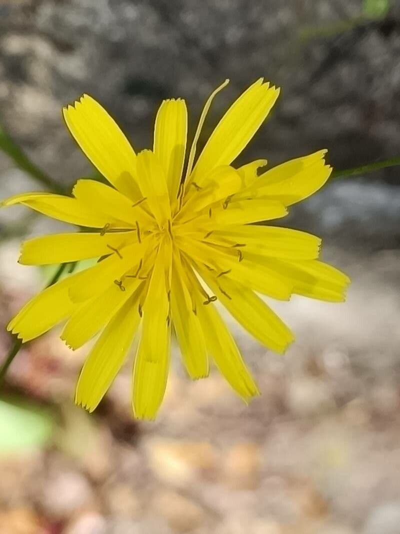 Schöne Gänsedistel 8