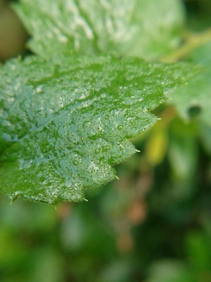 Baccharis 5