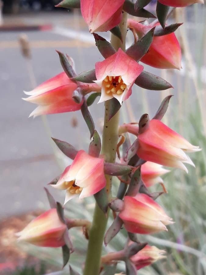 Echeveria