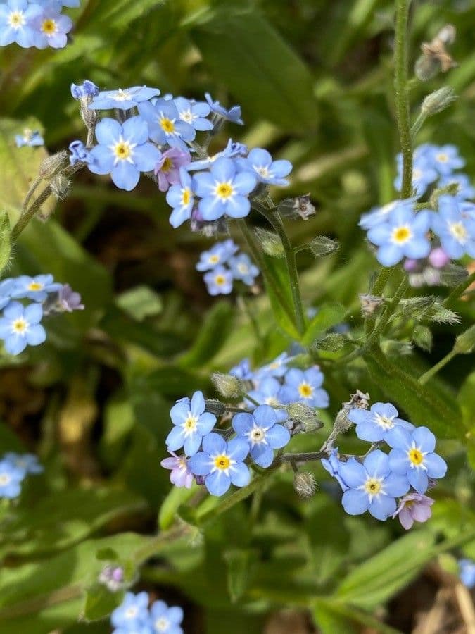 Miosotide siciliana 5