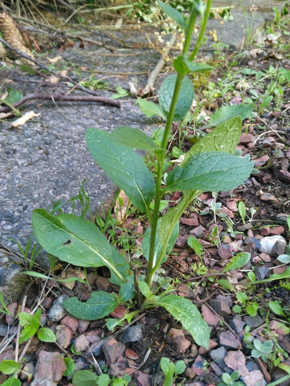 Verbasco blattaria 16