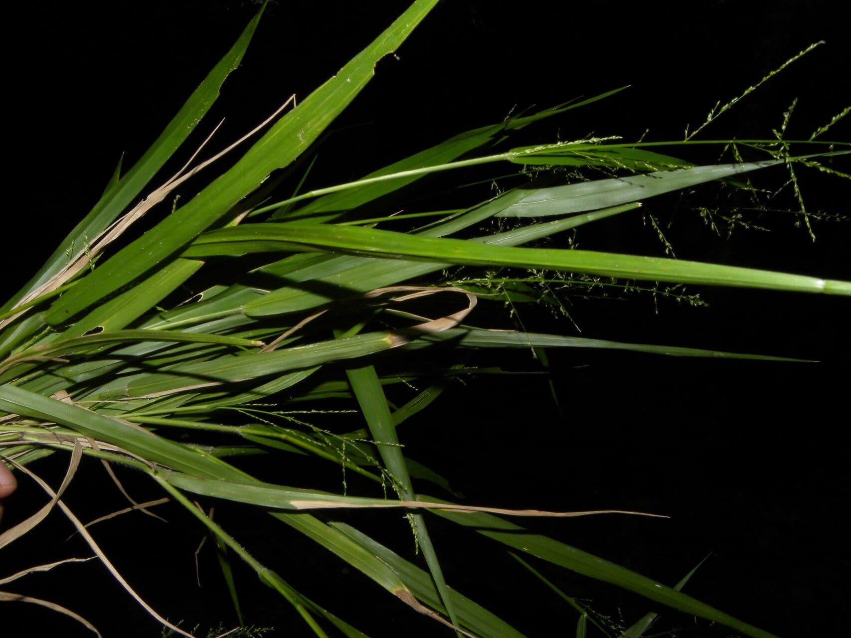 Panicum