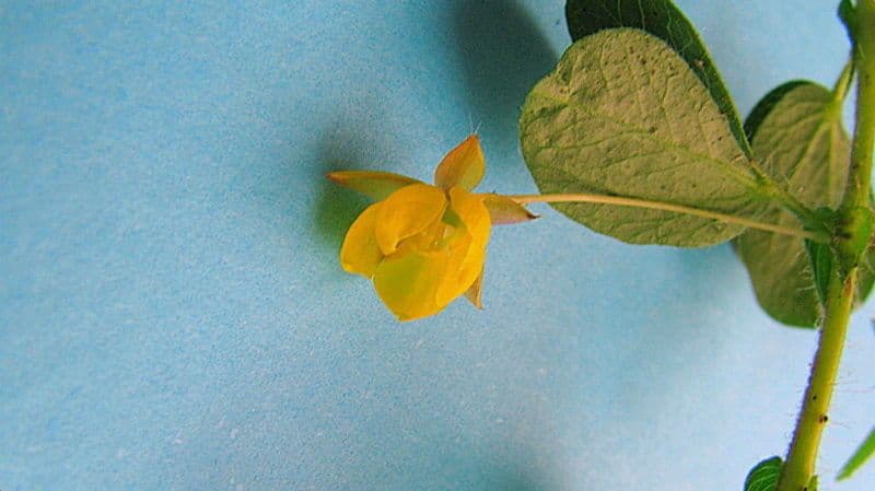 Chamaecrista rotundifolia 4