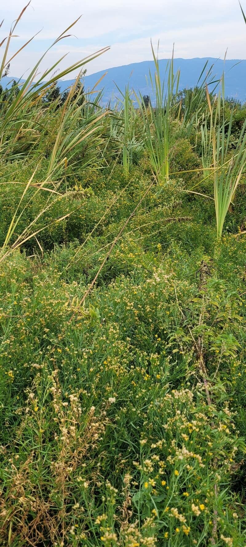 Euthamia graminifolia 15
