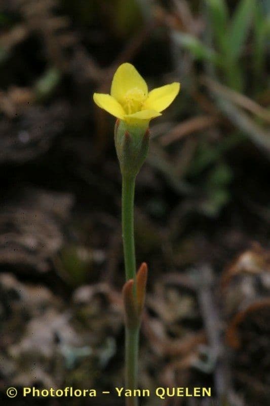Cicendia filiformis 20