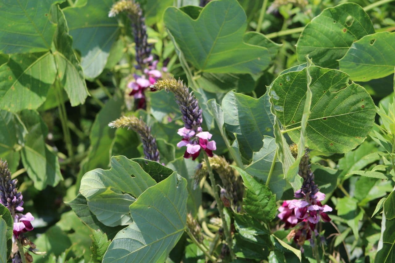 Kudzu 12