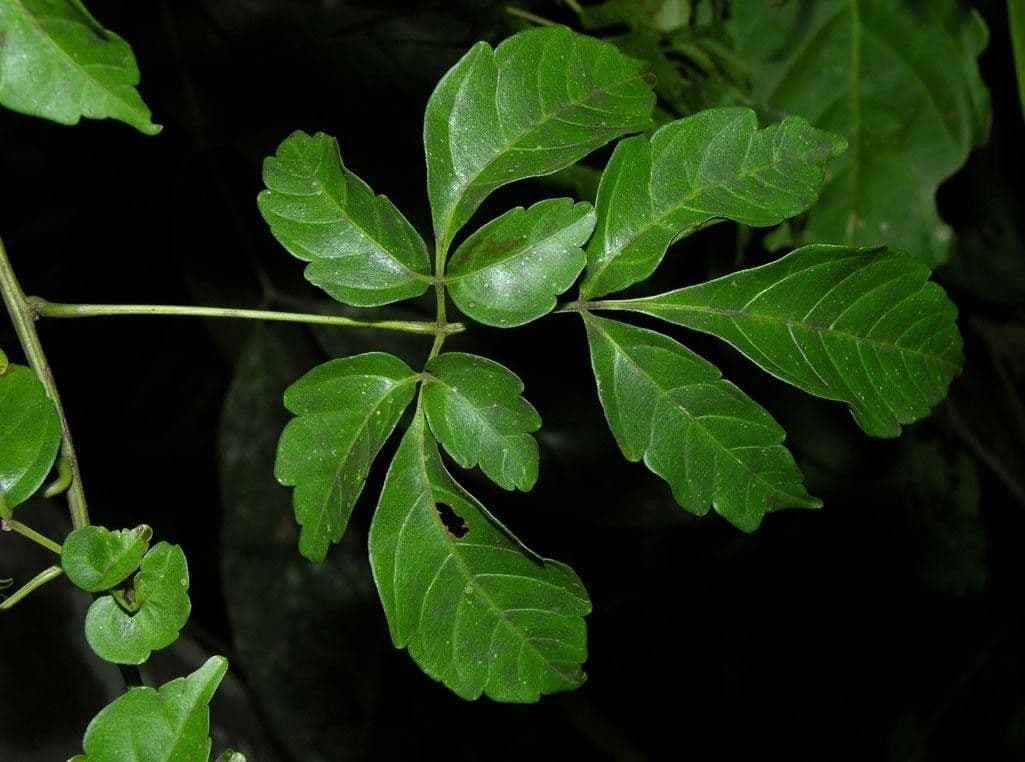Serjania 10