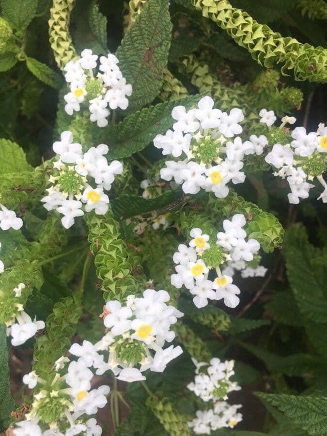 Lantana ondulata 4