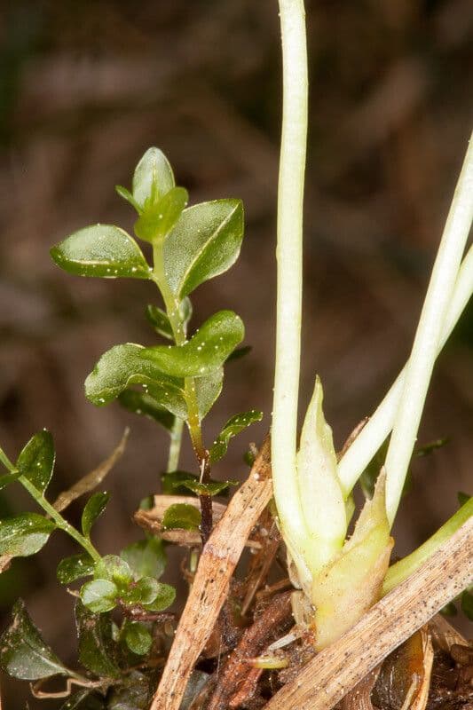 Viola palustre 20