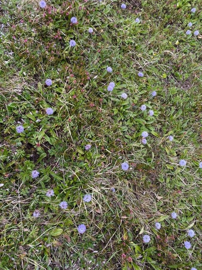 Dwarf valerian 19