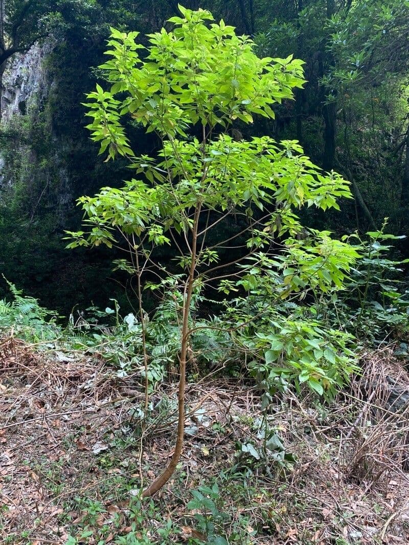 Gesnouinia 7