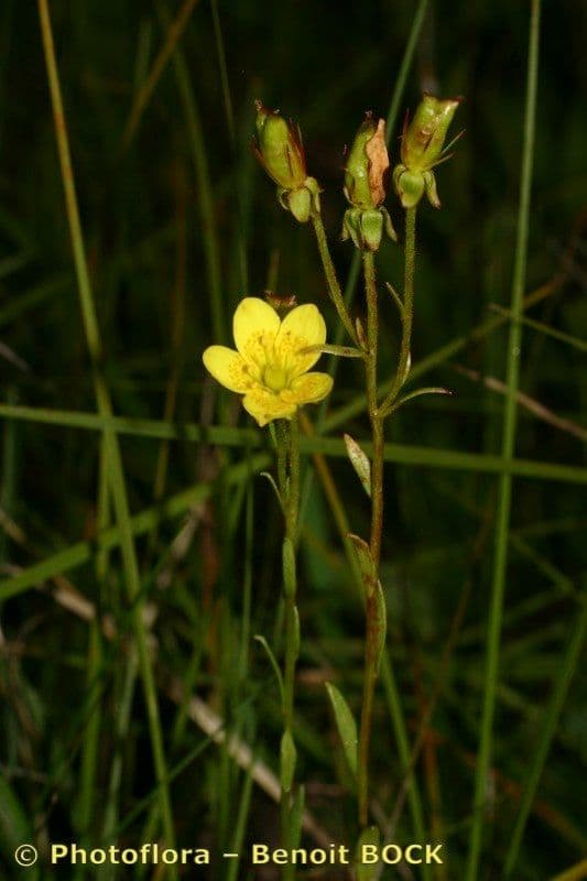 Sassifraga hirculus 26