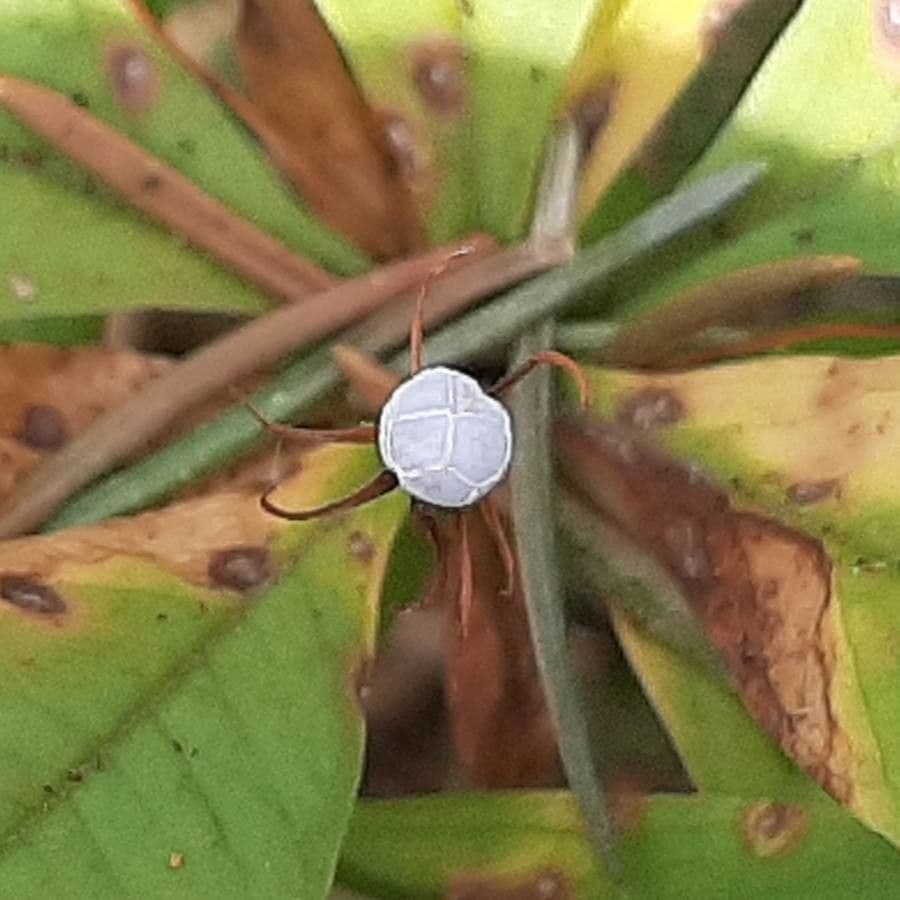 Trientalis 3