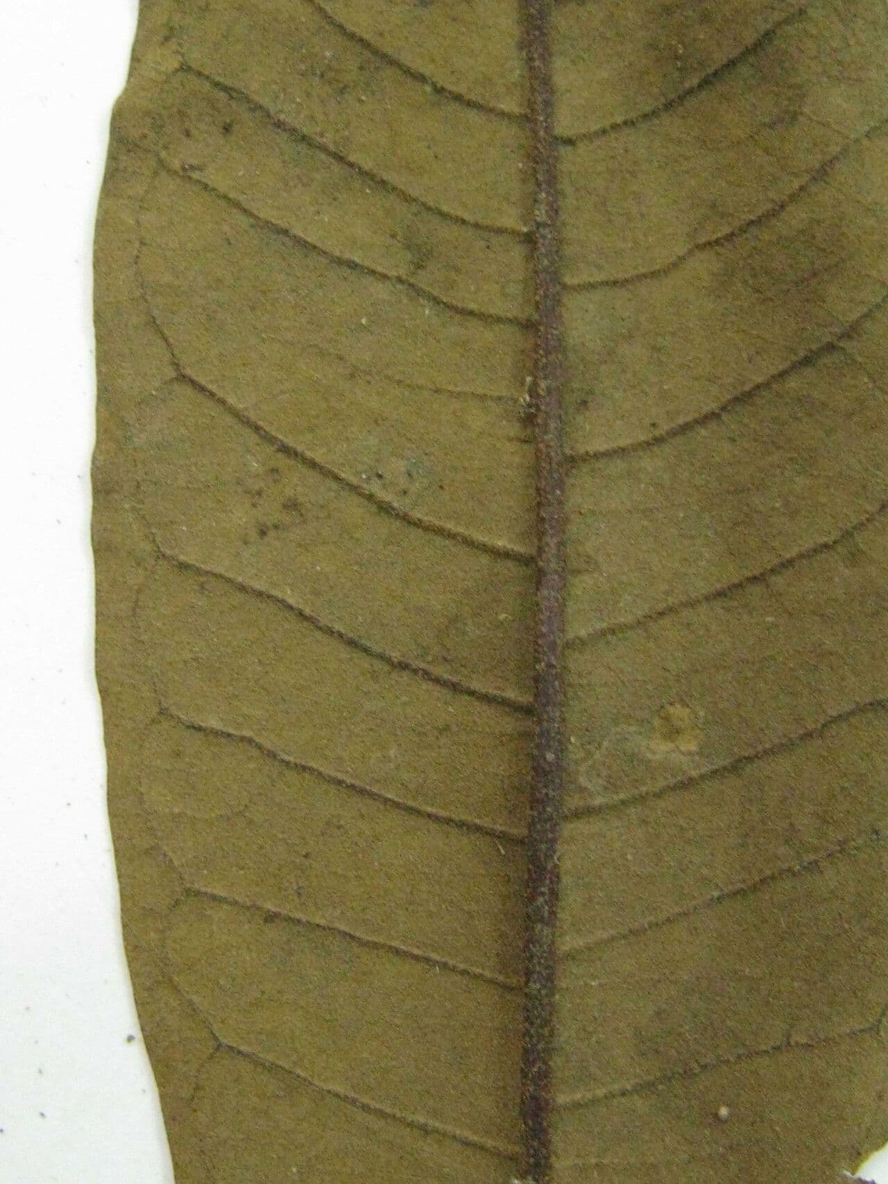 Erisma 4