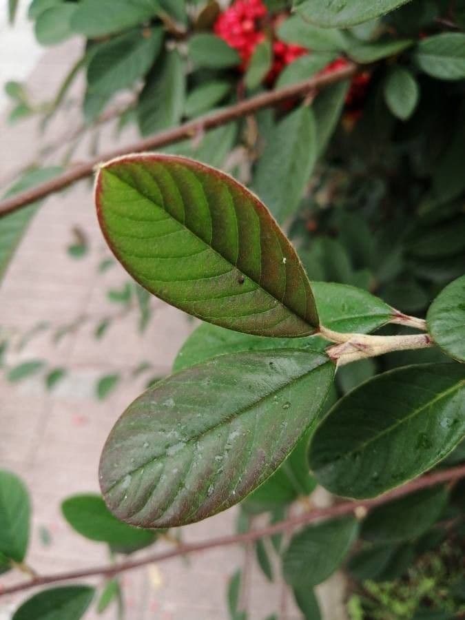 Cotoneaster 18