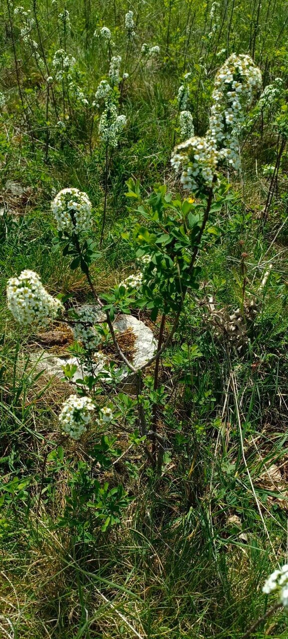 Spirea ipericifolia 7