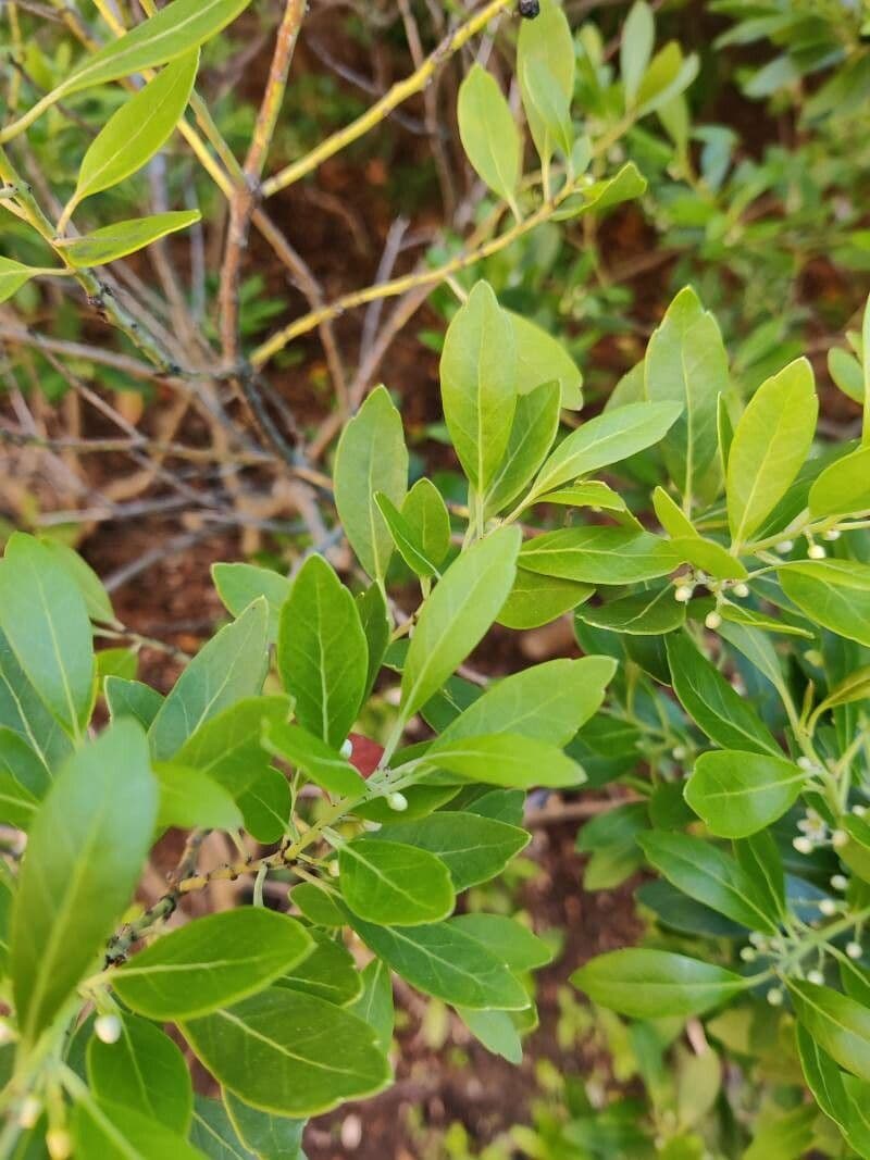 Ilex glabra 17