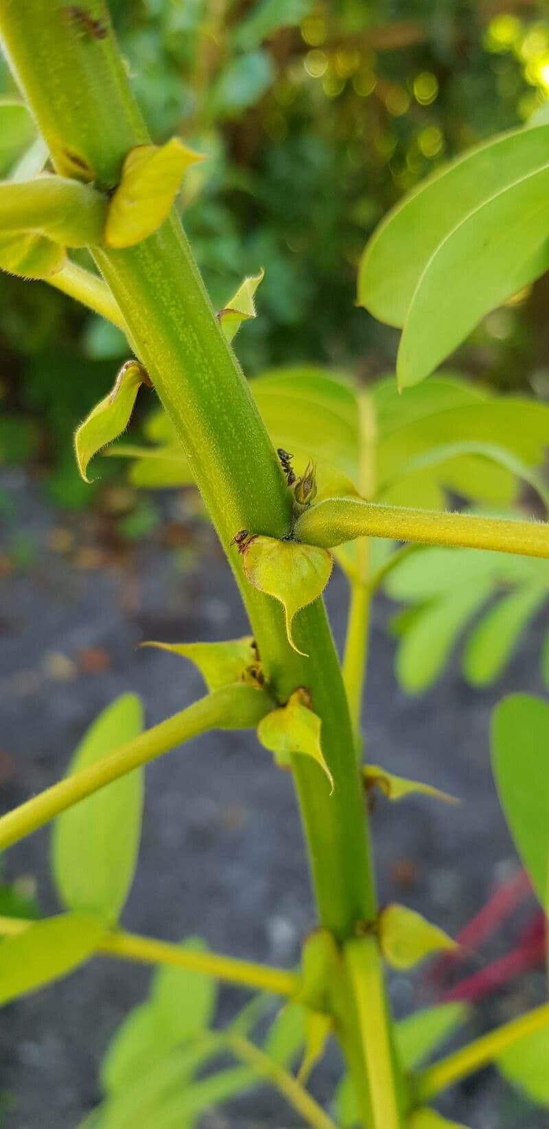 Senna didymobotrya 21