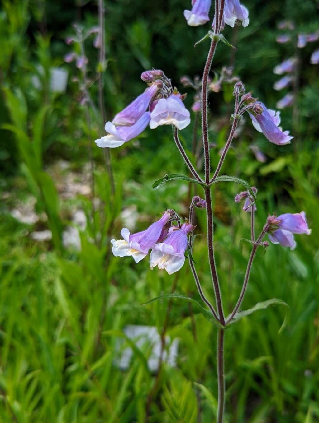 Penstemon hirsutus 2