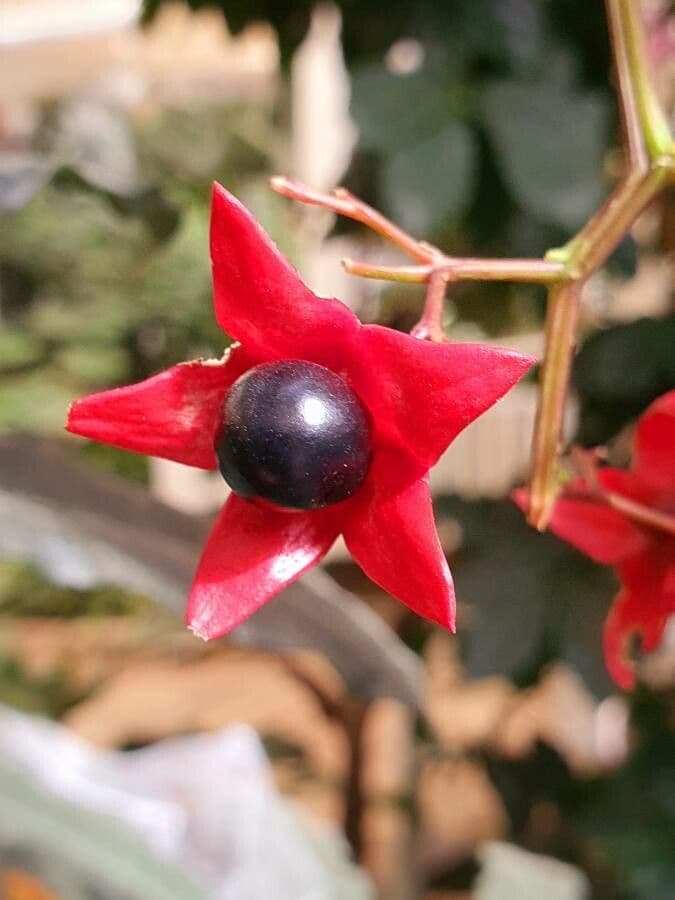Glory bower 29