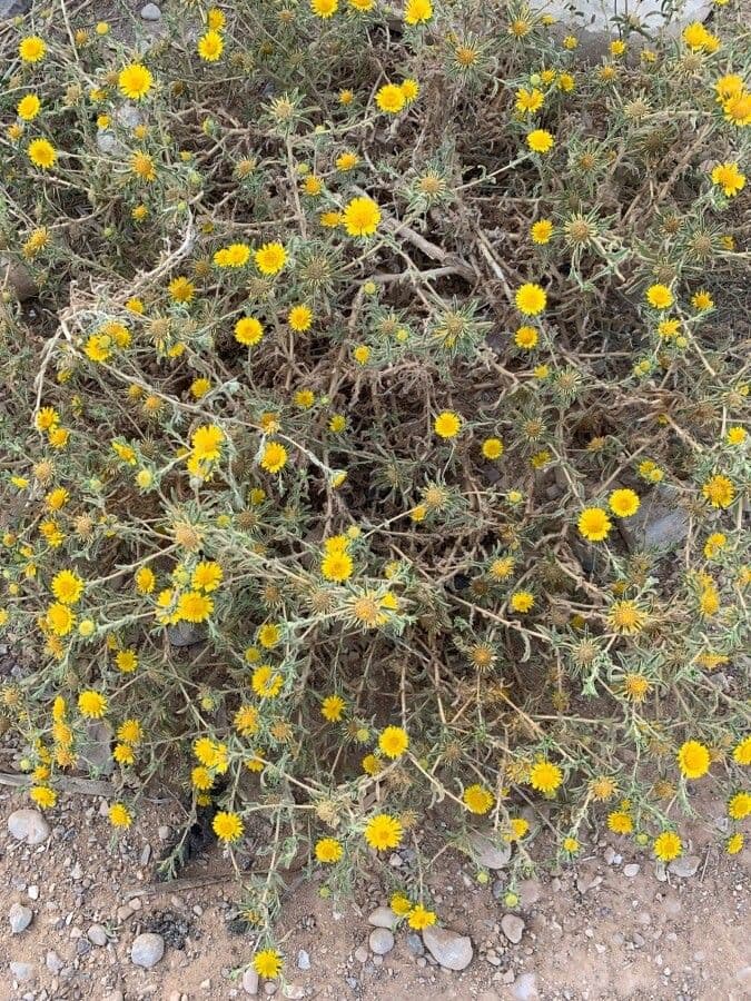 Asteriscus odorant 6