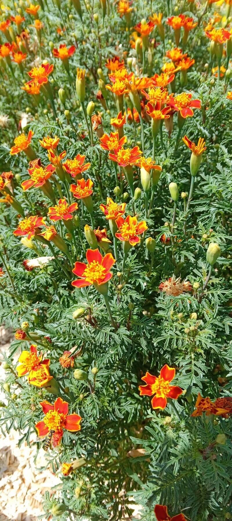 Schmalblättrige Studentenblume 9