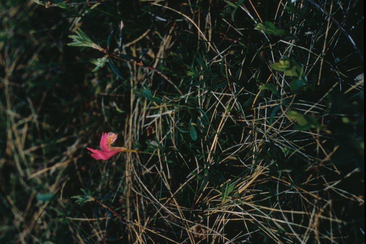 Arethusa bulbosa 7