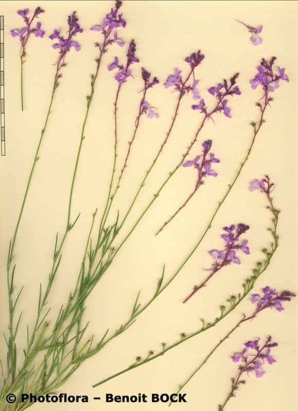 Linaria 20