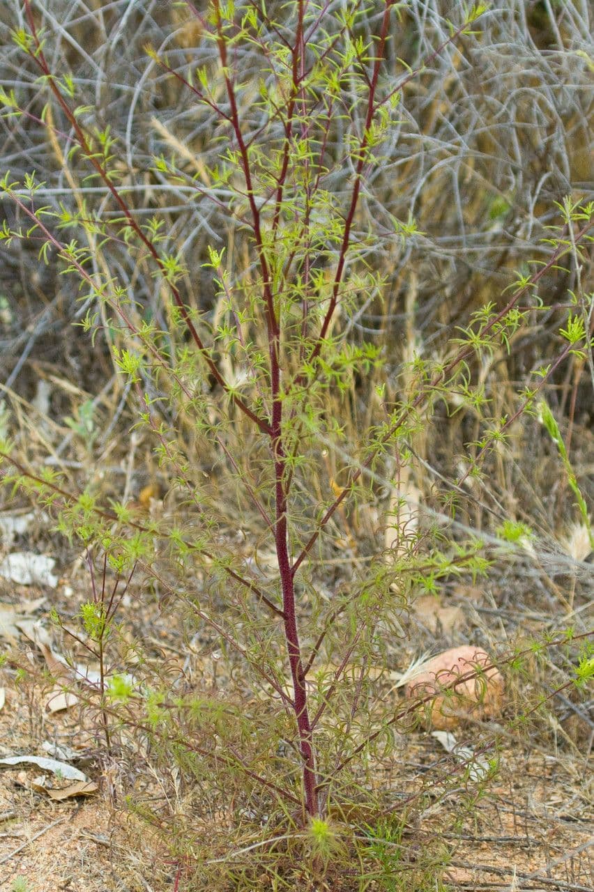 Cordylanthus rigide 7
