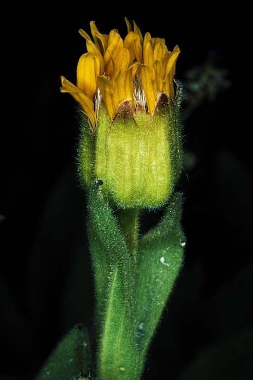 Arnica lucente