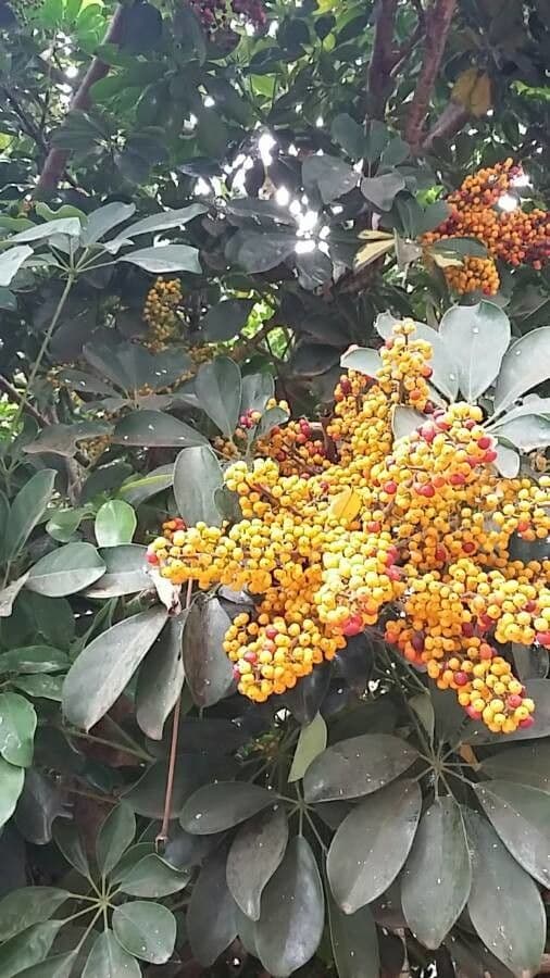Schefflera arbicole 6