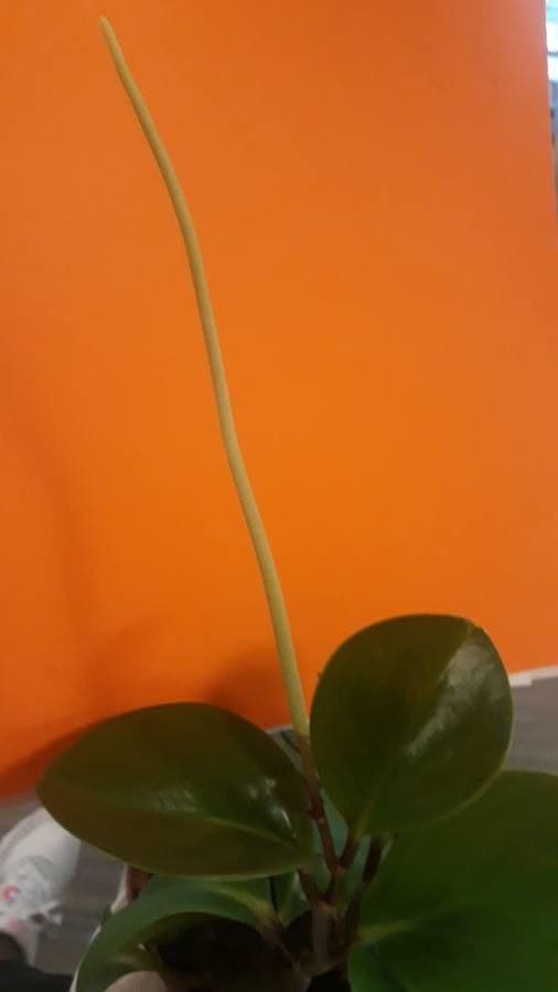 Peperomia 5