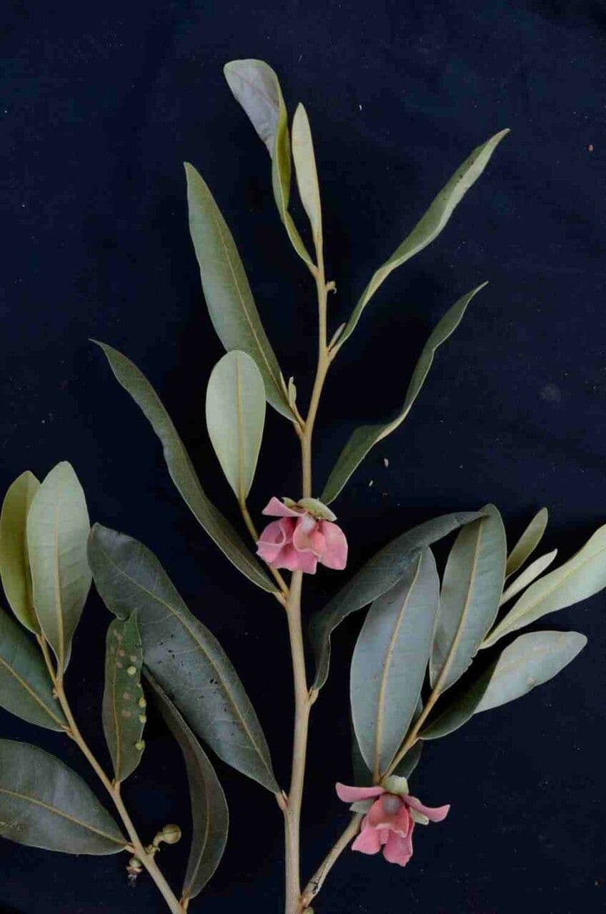 Duguetia 11