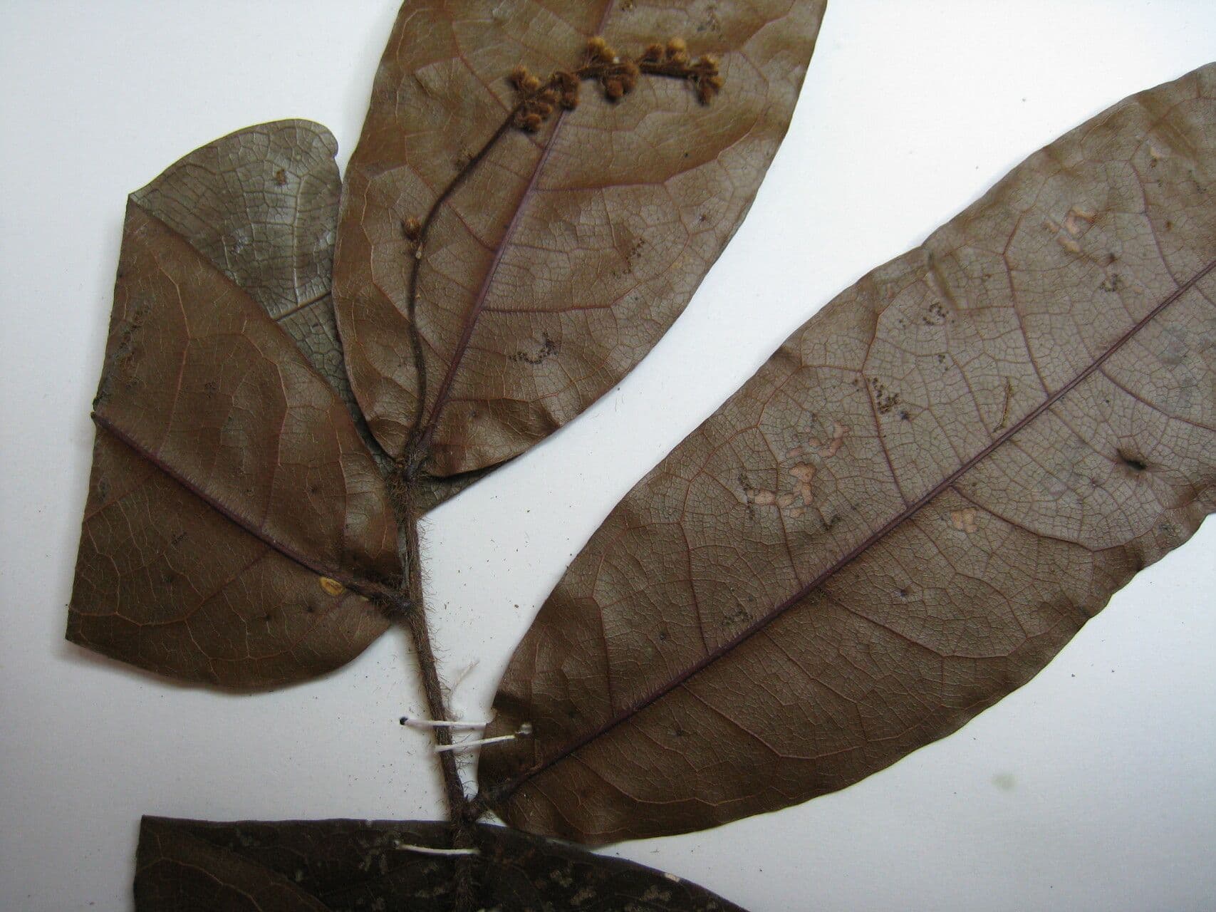 Hirtella 5