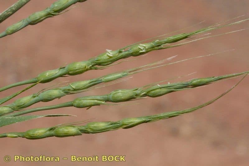 Aegilops ventricosa 23