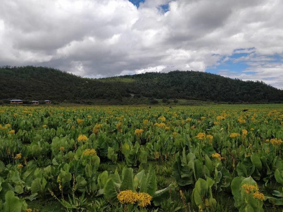 Ligularia