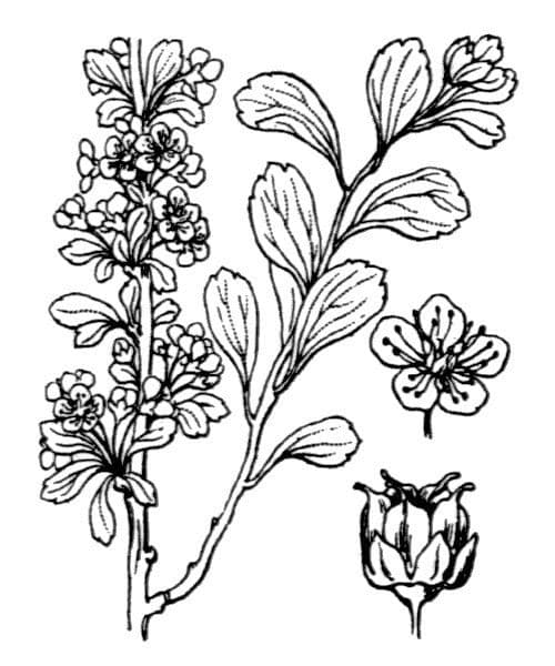 Spirea ipericifolia 20
