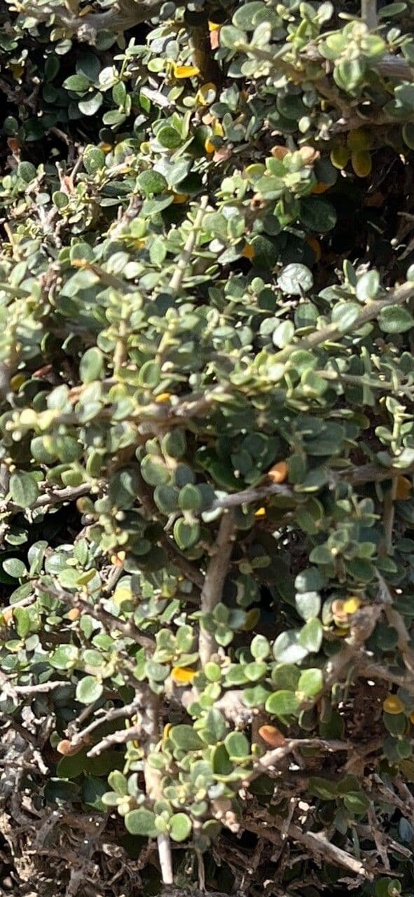 Olearia 3