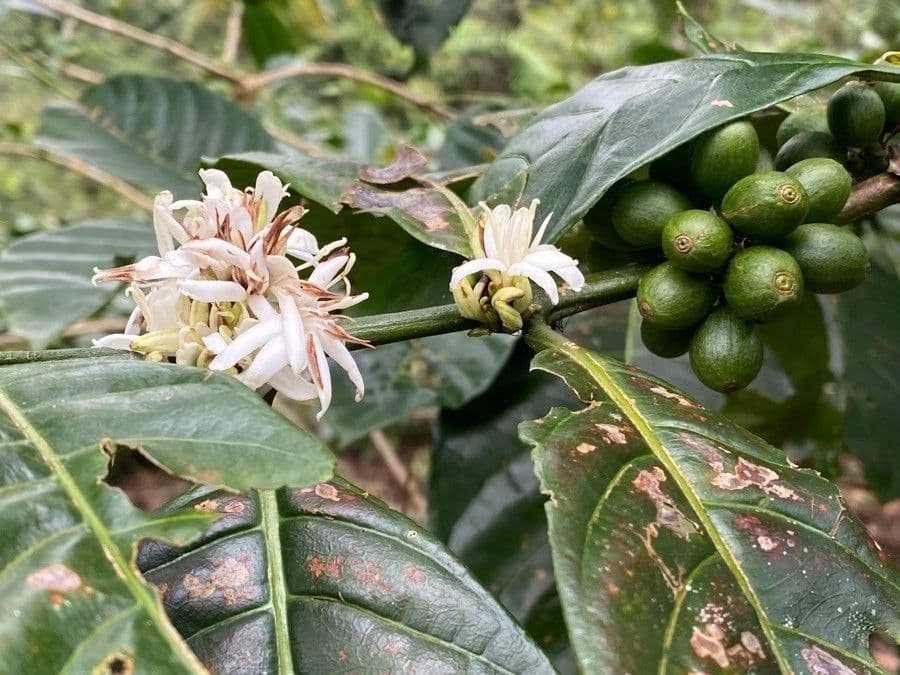 Caffè arabico 30