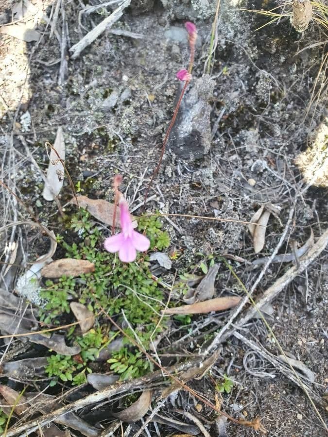 Lobelia 7