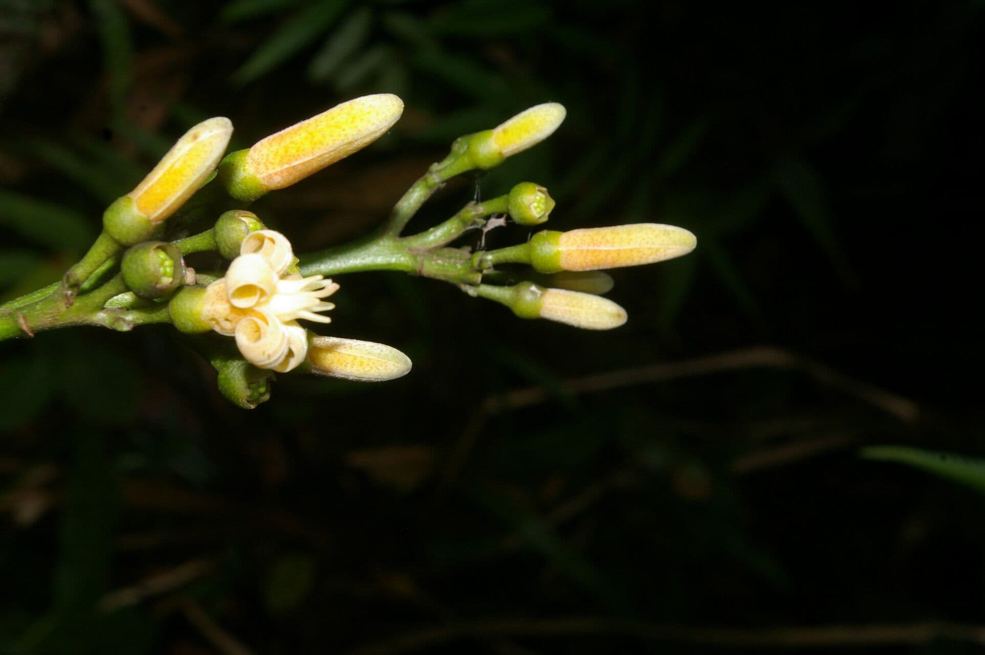 Conchocarpus
