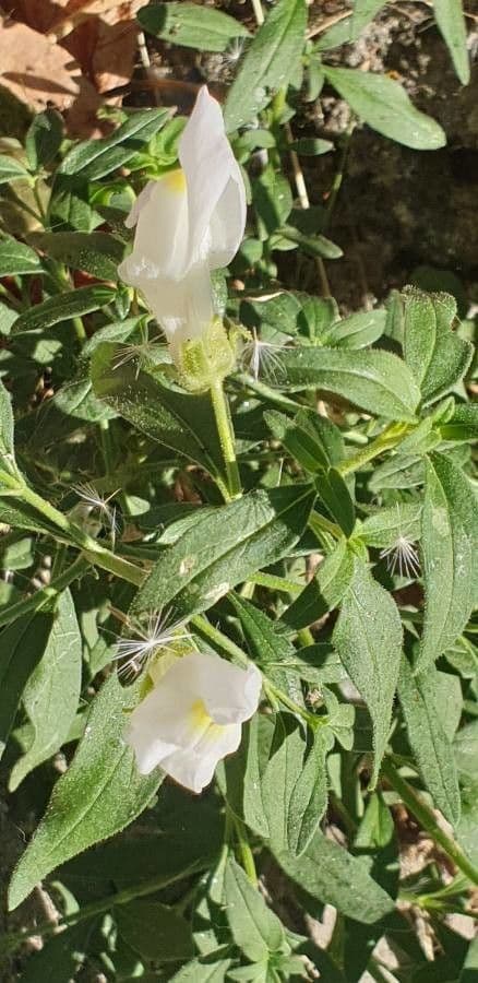 Gänsblume 17