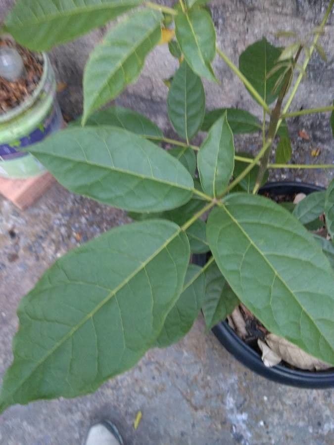 Tabebuia 19