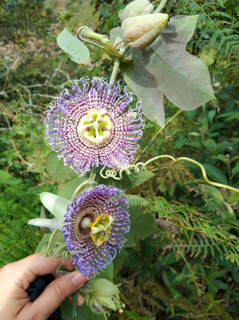Granadilla dolce 7