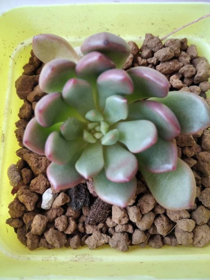 Echeveria 11
