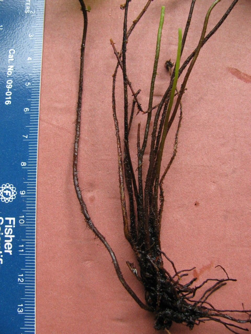 Trichomanes 3